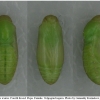 pol icarus pupa4 volg4